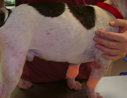 Atopia antes del tratamiento